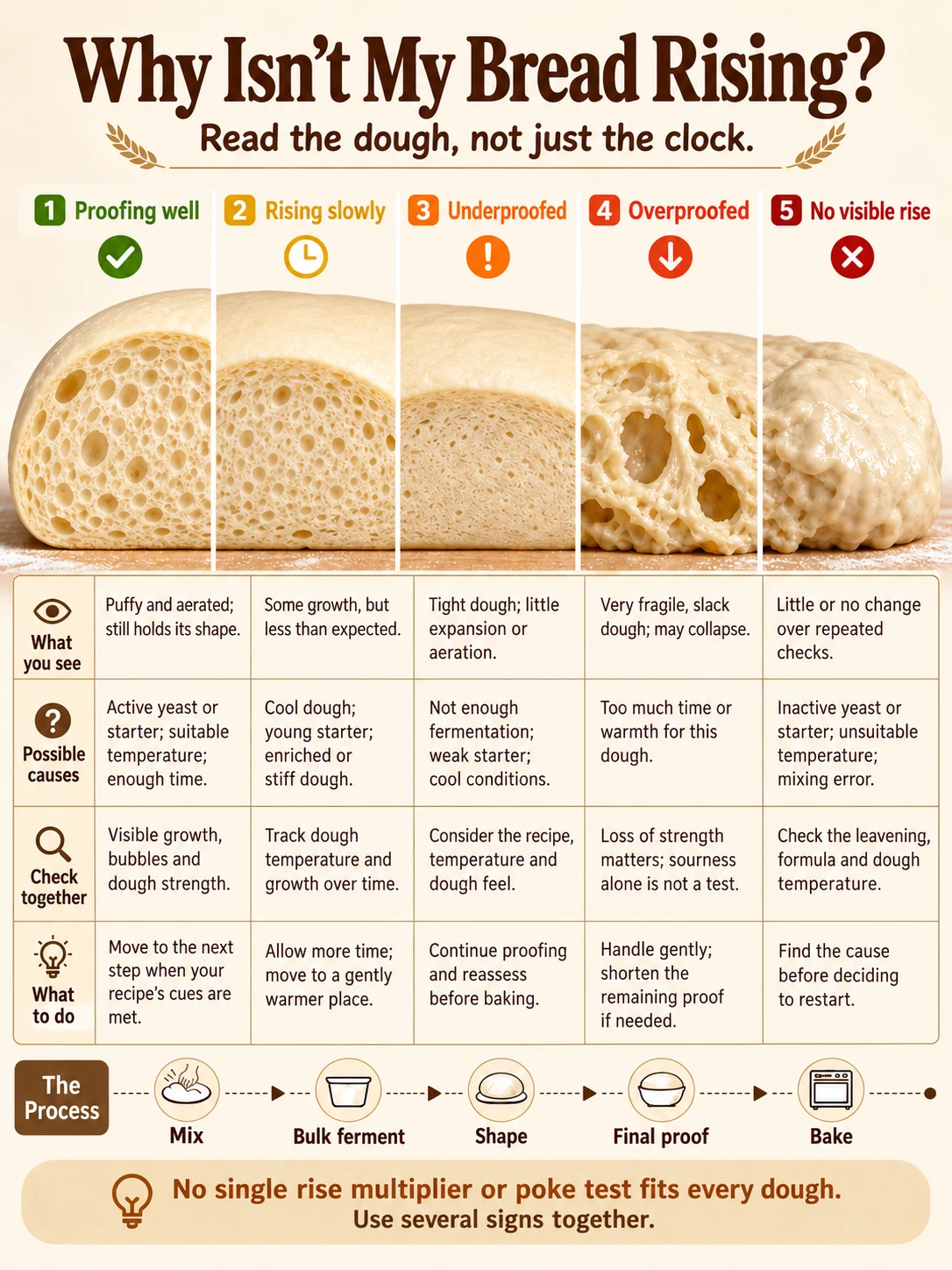Illustrated guide to five bread fermentation states.