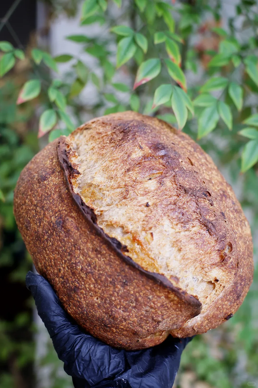A deeply browned oval loaf with a raised score, held in a black-gloved hand in front of leafy branches.